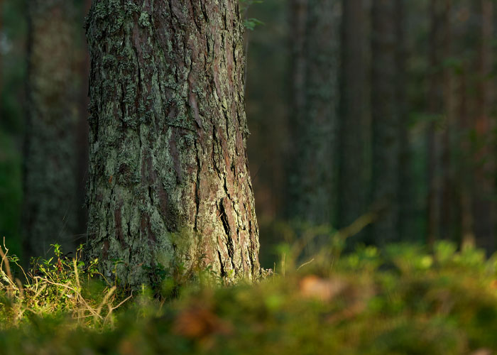 When-Forests-Hold-Carbon